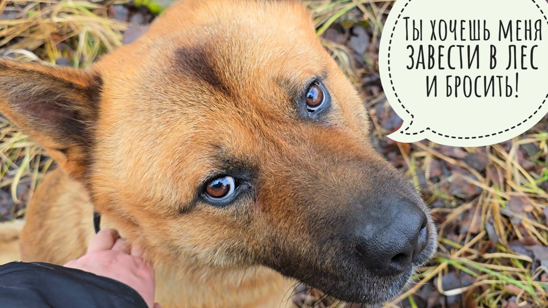 Прогулка по бобрам и лесам 34 ноября. Пёс Кубик отказался заходить в лес! Нашла грибы, ягоды и желе смотреть онлайн