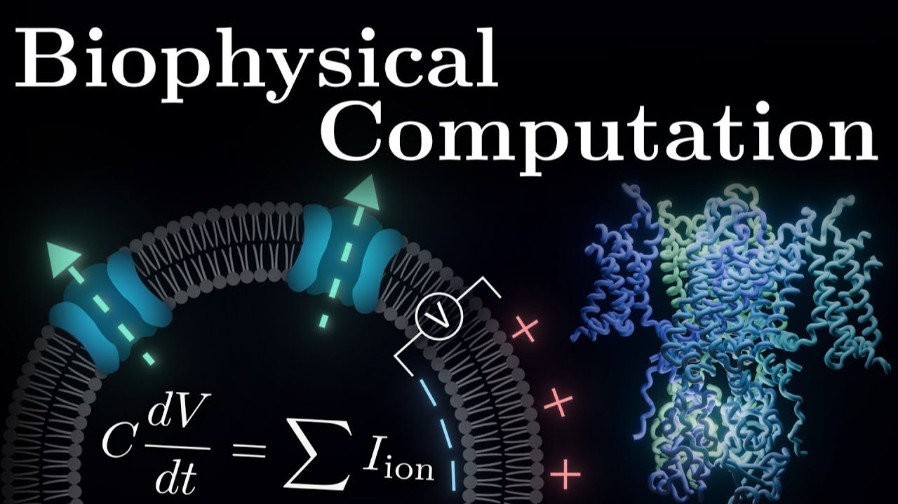 Основное Уравнение Нейробиологии смотреть онлайн