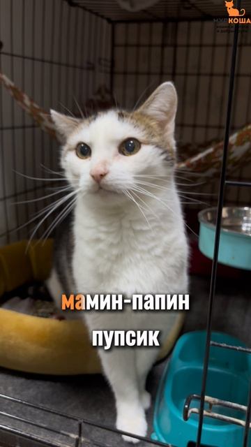 Бумми ждёт вас в приюте #Муркоша смотреть онлайн