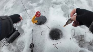 Зимой ловили немного окуней 4k