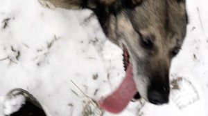 В поисках лося или косули. Прогулки по лесу с Пулей 4.12.25