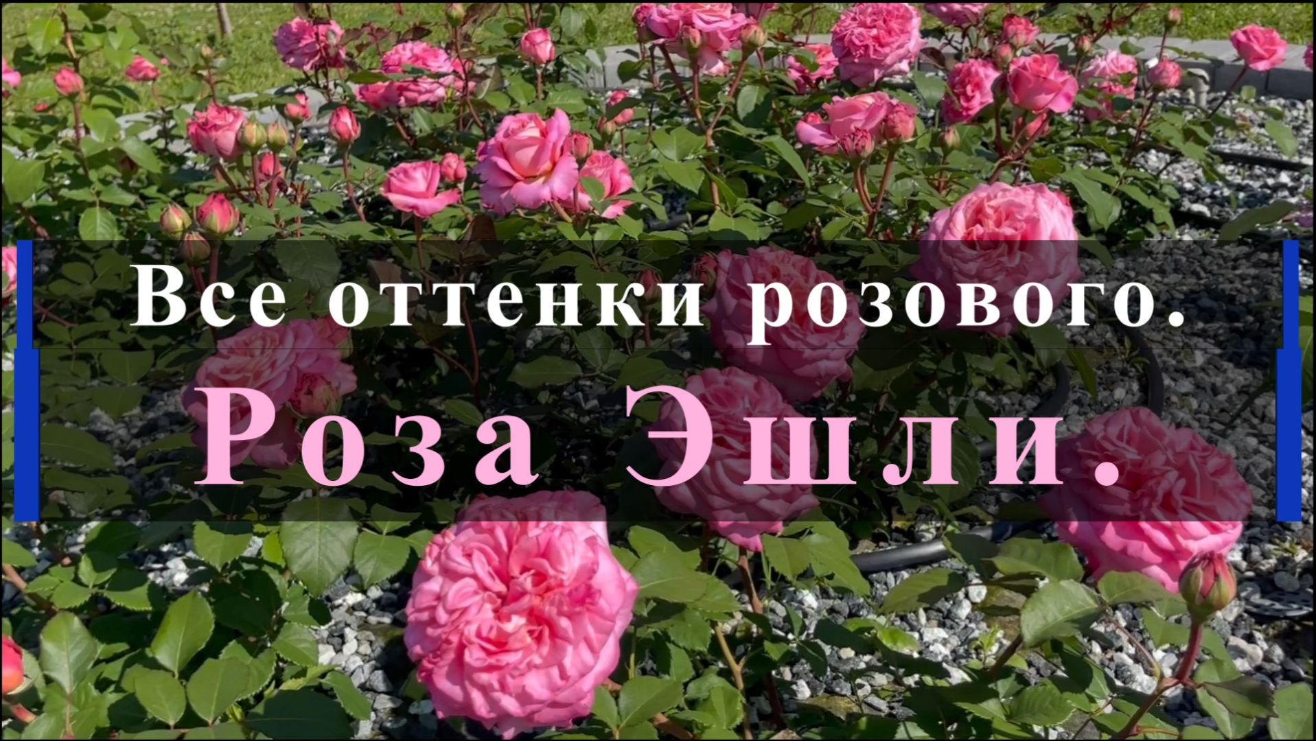 Все оттенки розового. Роза Эшли.