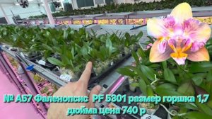 Новое поступление орхидей.