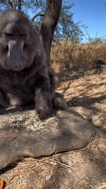 Братан,вали отсюда. Я кушаю.