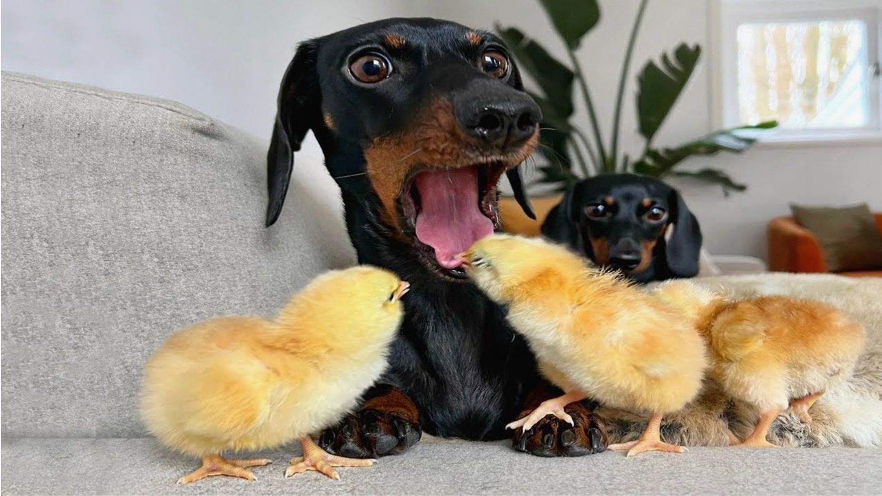 СМЕШНОЕ ВИДЕО про животных Приколы с животными Наши любимые смешные животные смотреть онлайн