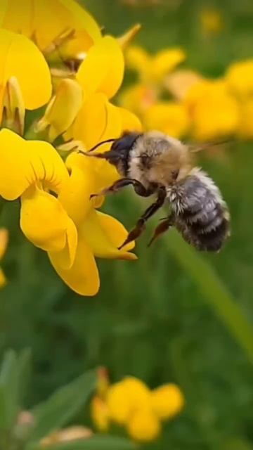 Вольные цветы. Светлана Андрейченко. Стихи для пробуждения. #вселеннаяя #стихи #пробуждение