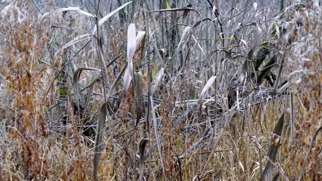 "ЭТА БОЛЬ ПРОСТО СЛИШКОМ РЕАЛЬНА".. (Фото Измаила ЕФИМОВА (Йошкар-Ола), муз. гр. EVANESCENCE (США)) смотреть онлайн