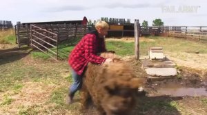 FailArmy.  People Vs Animals | Funny Animal Fails Compilation