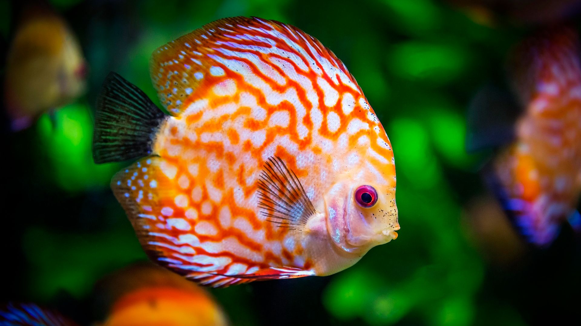 🐠 ОЧЕНЬ КРАСИВАЯ УСПОКАИВАЮЩАЯ МУЗЫКА ДЛЯ СНА 🎵 РЕЛАКС МУЗЫКА ДЛЯ ДУШИ И ПОДАВЛЕНИЯ СТРЕССА смотреть онлайн