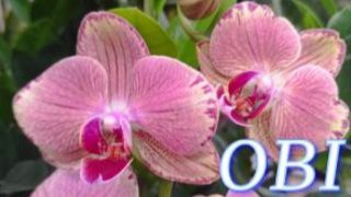 №1148/ СВЕЖИЕ красивые ОРХИДЕИ в OBI. Новогодние УКРАШЕНИЯ смотреть онлайн