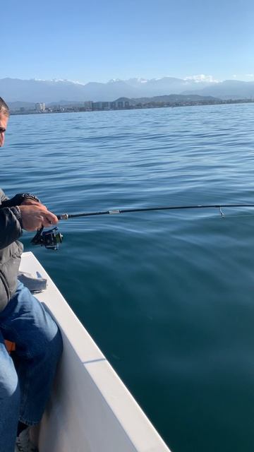 Просто много. Ловим ставриду в Адлере. смотреть онлайн