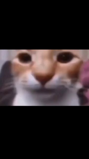 Просто кот смотреть онлайн