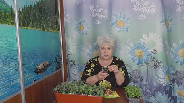 Самый простой посев сладкого перца - ПОСАДИЛ И ЗАБЫЛ! Без пикировки с возможной подсыпкой грунта. смотреть онлайн