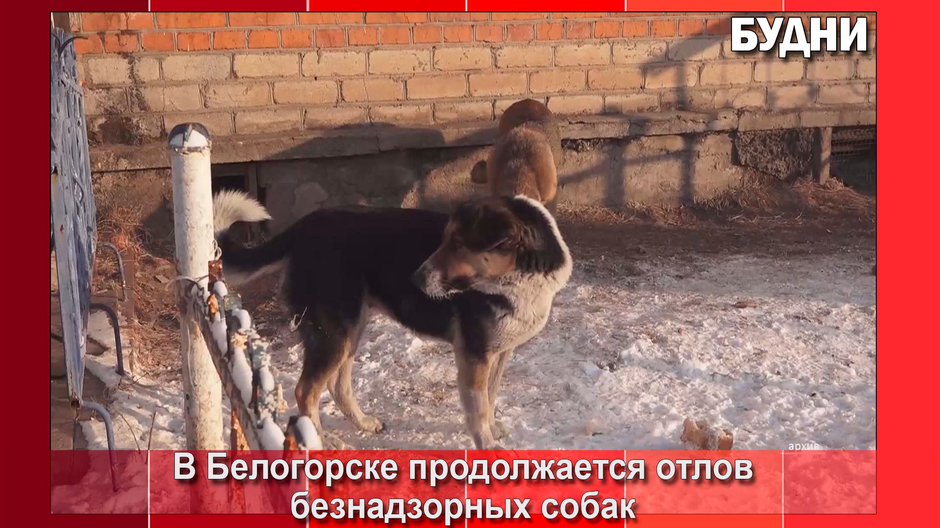 На улицах Белогорска в 2025 году отловили 222 безнадзорных собаки смотреть онлайн