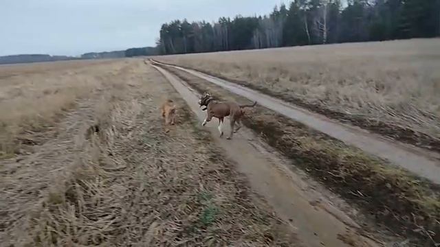 Детский садик для собак. Кинолог Игорь Алтайский.