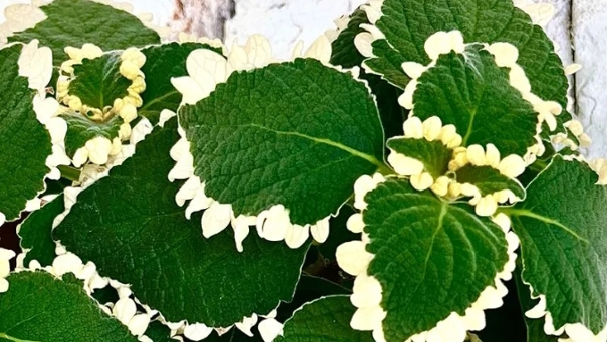 Плектрантус Фостера Маргинатус смотреть онлайн