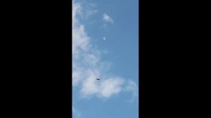 Николаевские голуби. Саратов. 5.12.2025