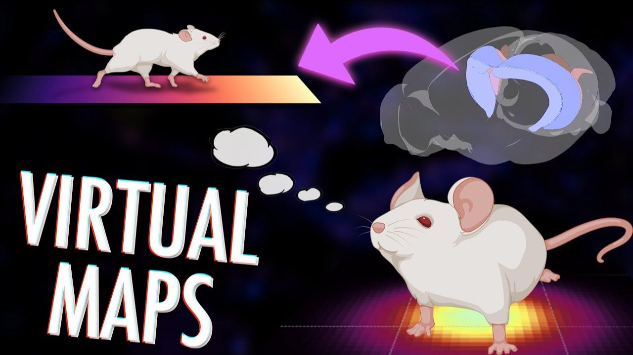 Размещайте ячейки как ваш мозг создает карты абстрактных пространств смотреть онлайн