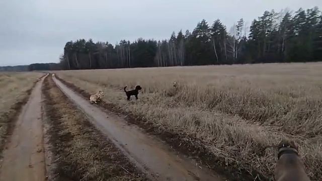 Детский садик для собак. Кинолог Игорь Алтайский.