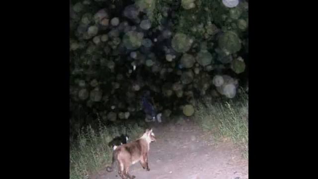 Плазмоиды смотреть онлайн