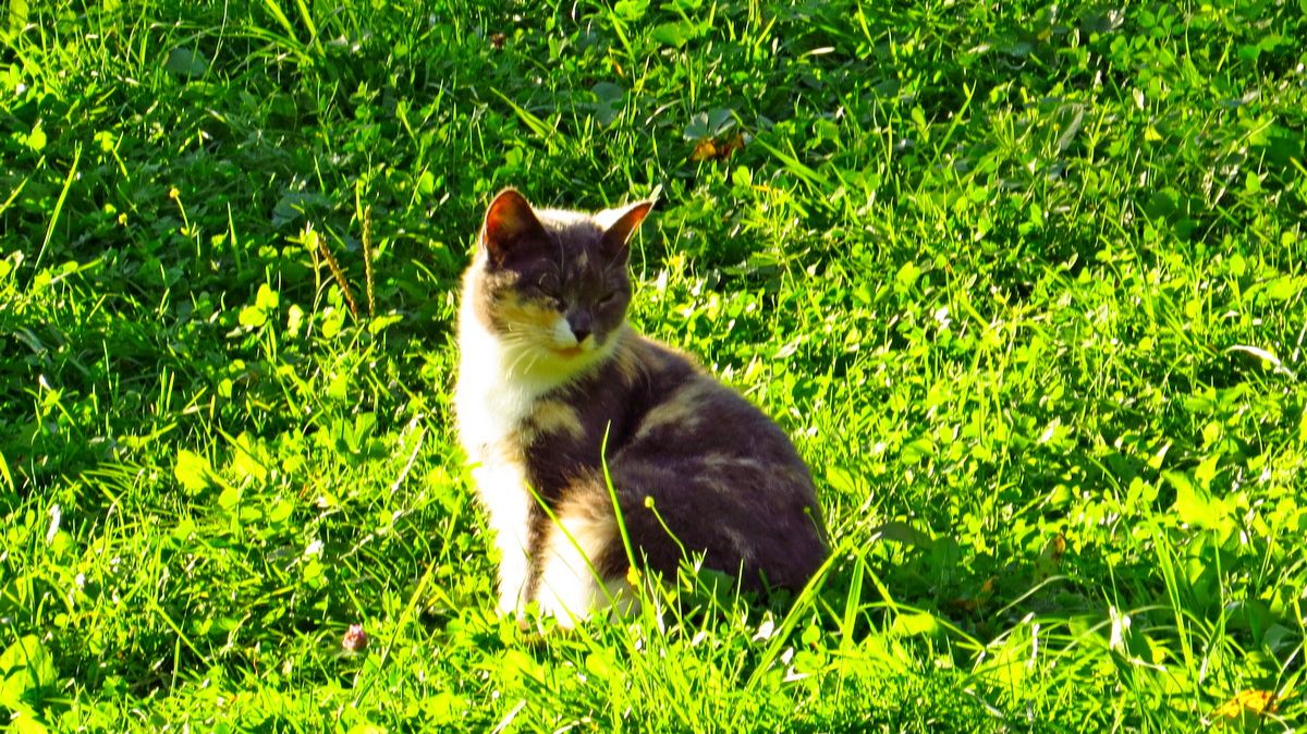 Буся и жулька смотреть онлайн