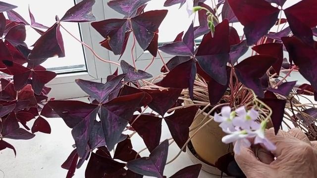 Комнатное растение Оксалис смотреть онлайн