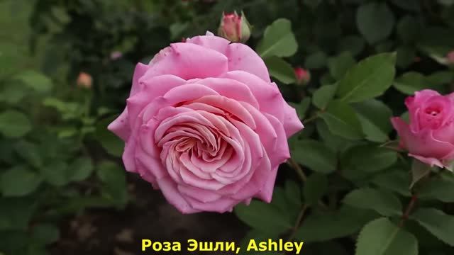 ТОП 11. РОЗЫ ШЕДЕВРЫ! Самые лучшие и обильноцветущие сорта чайно-гибридных роз! смотреть онлайн