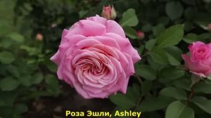 ТОП 11. РОЗЫ ШЕДЕВРЫ! Самые лучшие и обильноцветущие сорта чайно-гибридных роз!