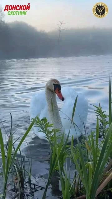 Охота - Очень любопытный лебедь смотреть онлайн