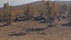 Гадир выводит детей на прогулку, Хамид настаивает на том, чтобы пойти...