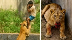 Бразильская трагедия: львица атаковала мужчину без шансов на спасение. Последние новости!