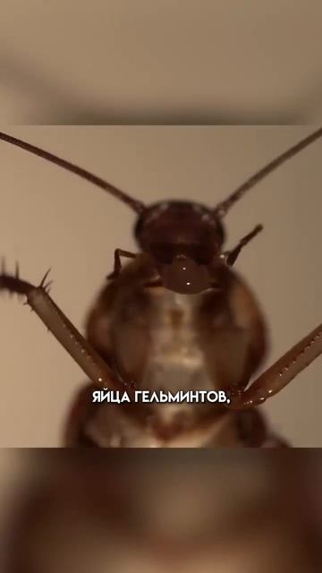 Тараканы в доме! Что делать?