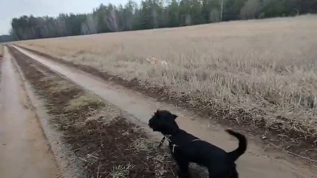 Детский садик для собак. Кинолог Игорь Алтайский.