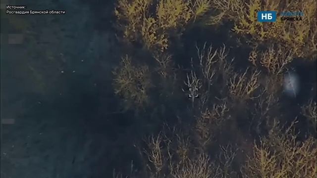 Росгвардия разбила миномётные расчёты ВСУ за брянской границей смотреть онлайн