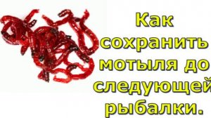 Как сохранить мотыля до следующей рыбалки.