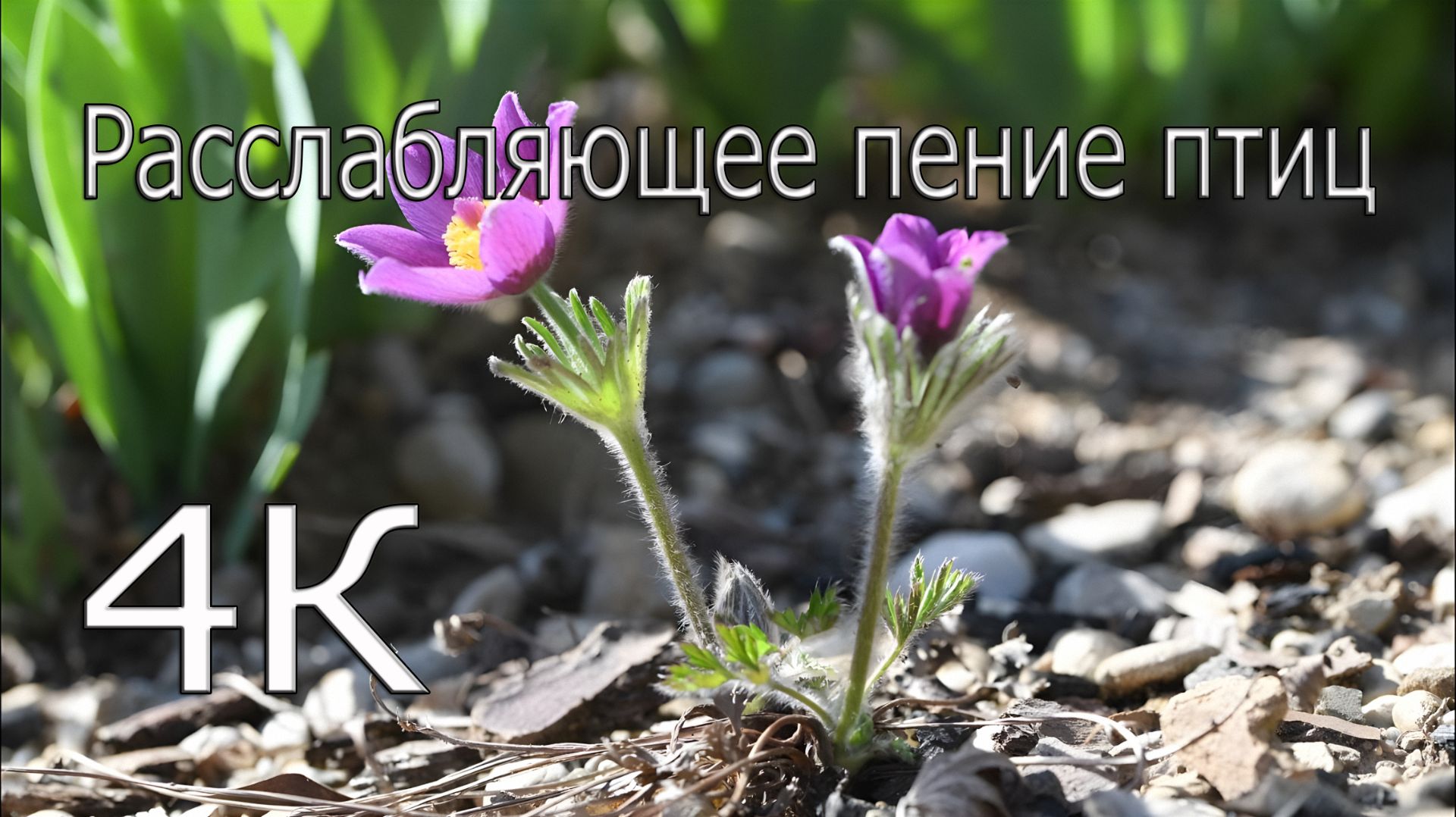 Расслабляющее пение птиц Живой Природы 4К