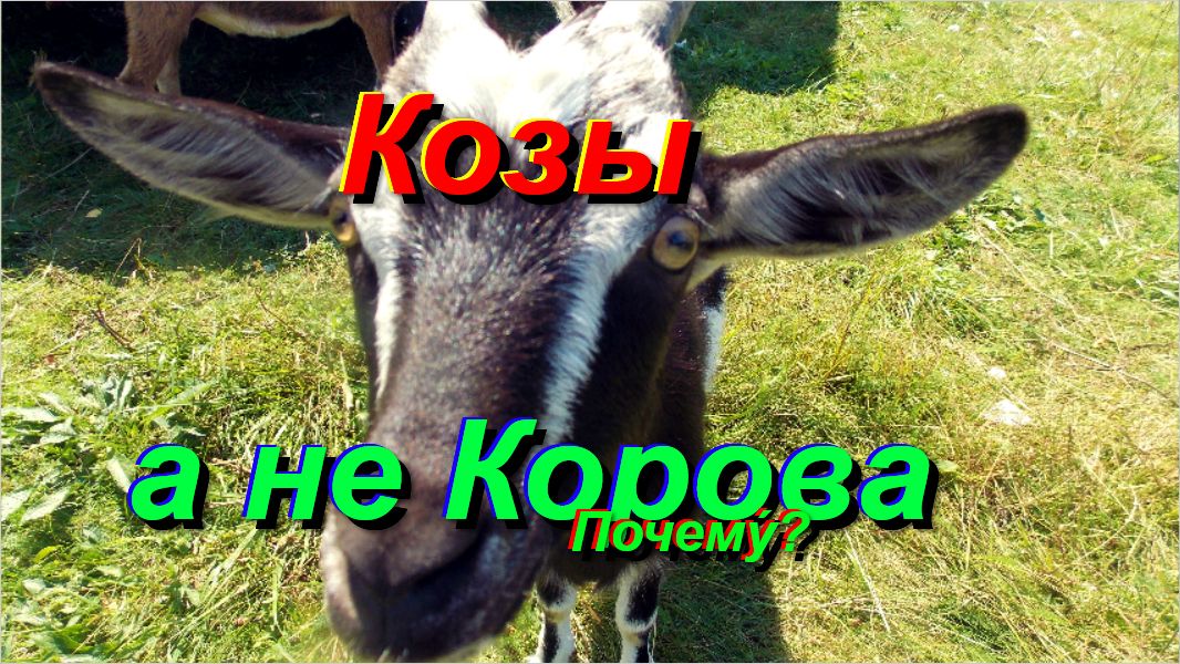 В деревне: почему козы, а не корова?