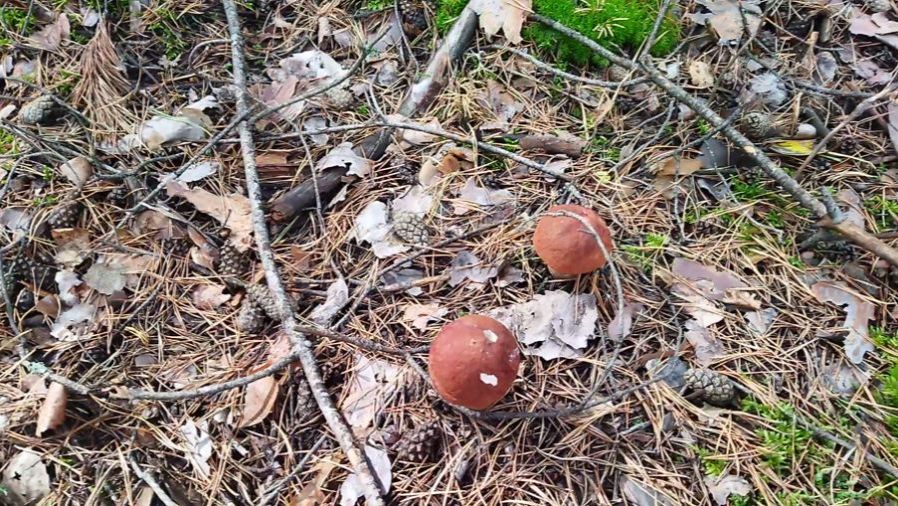 СОБИРАЕМ ГРИБЫ .СЕНТЯБРЬ МЕСЯЦ смотреть онлайн