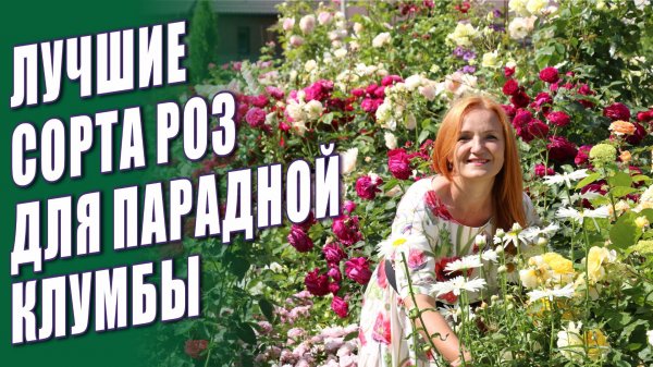 ЛУЧШИЕ СОРТА РОЗ ДЛЯ ПАРАДНОЙ КЛУМБЫ. 45 СОРТОВ РОЗ ДЛЯ ПАРАДНОЙ ЗОНЫ. РОЗЫ В САДУ. ЛУЧШИЕ РОЗЫ