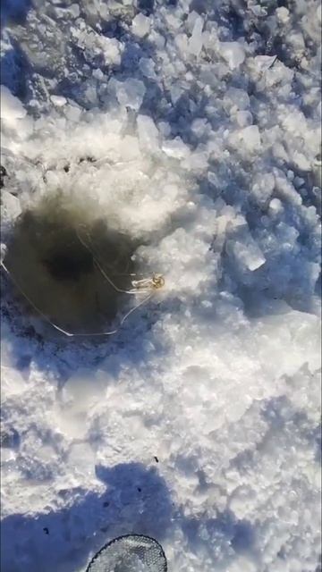 Хитрый красный хвост так и хулиганит#таймень смотреть онлайн