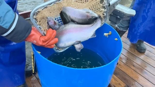 Запуск форели смотреть онлайн