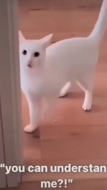 Подборка Котофейлов