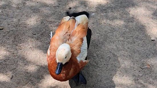 Просто утка смотреть онлайн