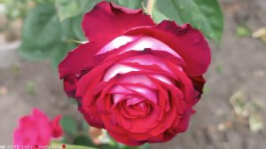 Роза винного цвета и с насыщенным ароматом.