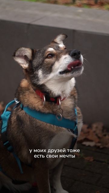 Кто скрывается за знаком «Псовен»?🔮 смотреть онлайн