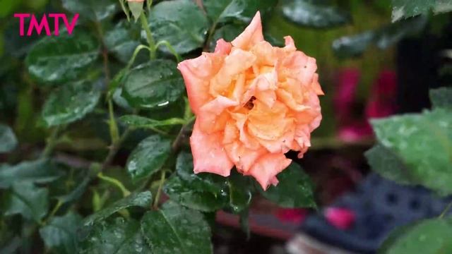 Иртәнге кунак | Әнвәр Нургалиев смотреть онлайн