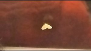 Неожиданная встреча, мотылек в метро зимой