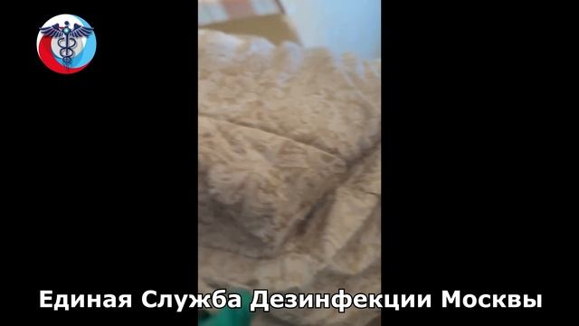 Дезинсекция квартиры #1 (клопы) смотреть онлайн