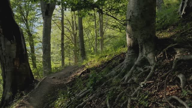 Густой лес в разрешении 4K - 8 часов НЕПРЕРЫВНОГО пения птиц - Пение малиновок и черных дроздов - Ра смотреть онлайн