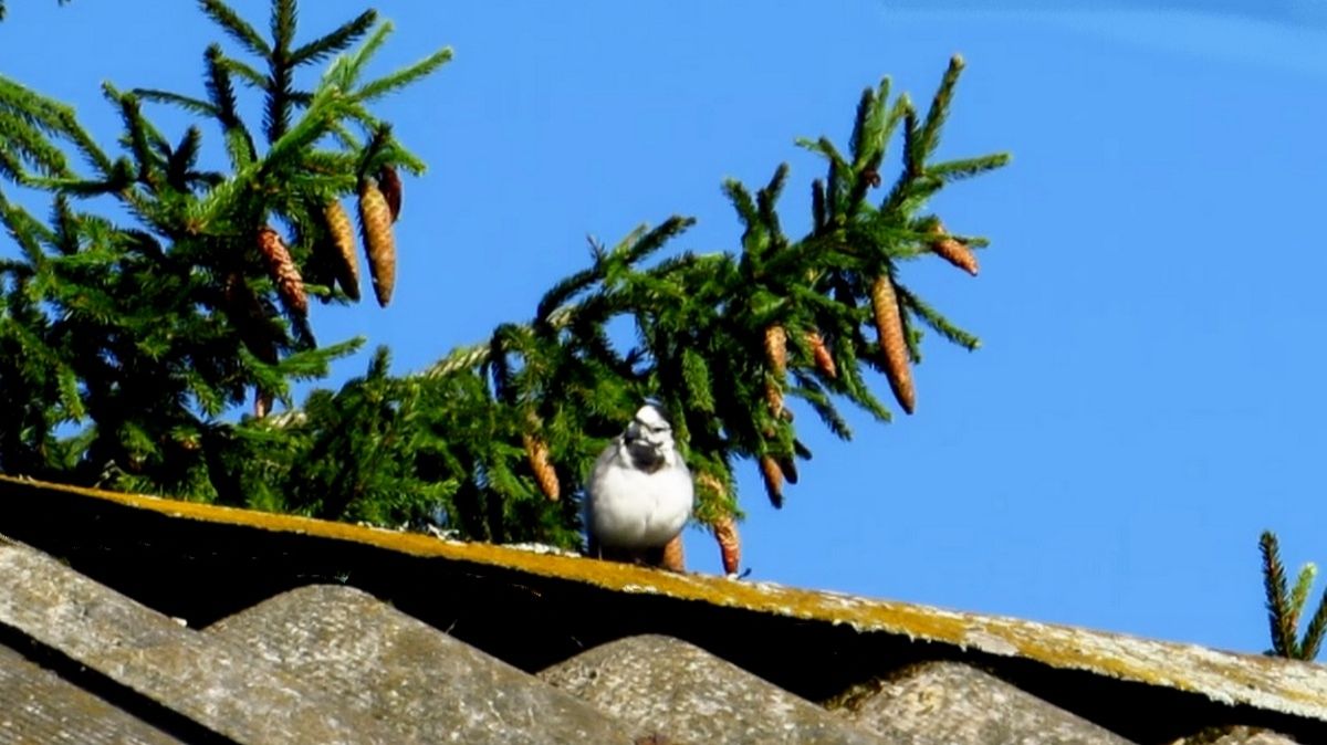 Трясогузка на крыше смотреть онлайн